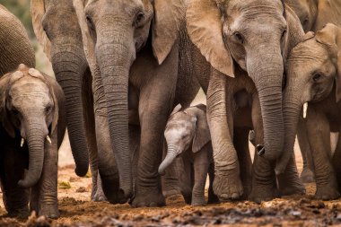 Kuru sıcak Savanna yürüyüş filler sürüsü 