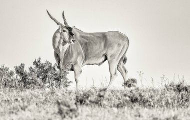 Savanna 'nın doğal ortamında vahşi antilop portresi 