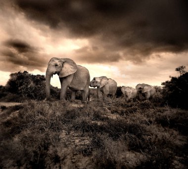 Kuru sıcak Savanna yürüyüş filler sürüsü 