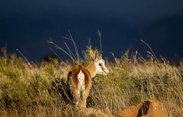 Portrait Wild Antelope Natural Surroundings Savanna — Stock Photo, Image