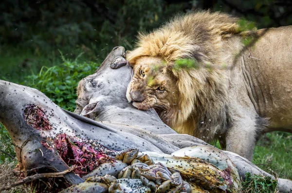 Nahaufnahme Wilder Löwen Die Beute Fressen — Stockfoto