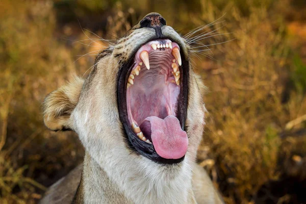 Portrait of wilde lioness with teeth bared