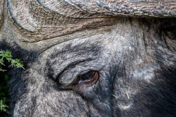 Close view of big wild animal eye