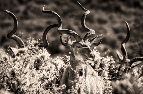 Antelopy Kręconymi Rogami Ukrywających Się Krzakach — Zdjęcie stockowe
