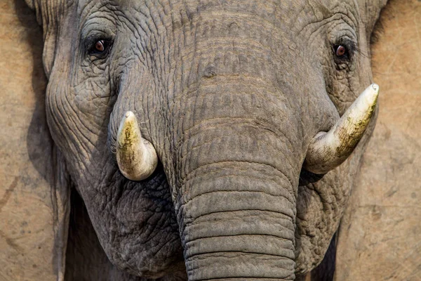 Blízký Pohled Portrét Slona Afrického — Stock fotografie