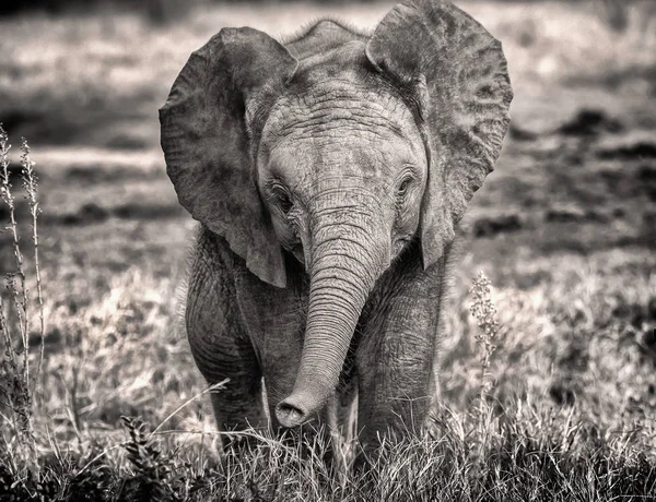 Retrato Ternera Elefante Africano Entorno Natural — Foto de Stock