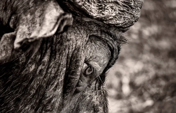 Blízký Pohled Velké Divoké Zvířecí Oko — Stock fotografie