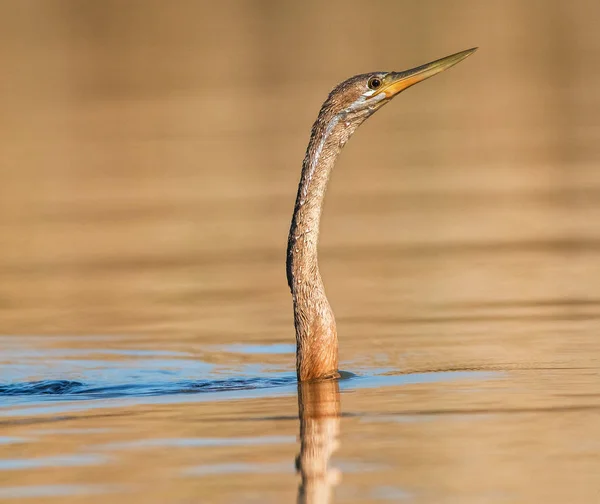 Vista Cercana Del Exótico Cuello Pájaro Salvaje Flotando Sobre Superficie — Foto de Stock