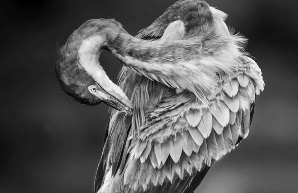 Close View Van Exotische Wilde Vogel Preening Wings — Stockfoto