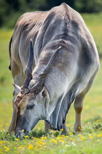 Savanna 'nın doğal ortamında vahşi antilop portresi 