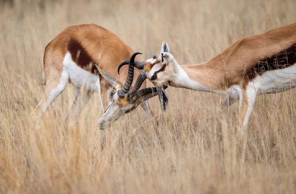 Two Antelopes Fighting Dry Field — Stock Photo, Image