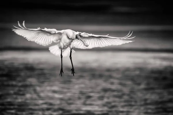 Vista Próxima Pássaro Selvagem Exótico Voando Sobre Lago — Fotografia de Stock