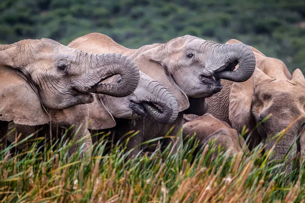 Vista Cercana Elefantes Grises Pastando Valle Verde — Foto de Stock