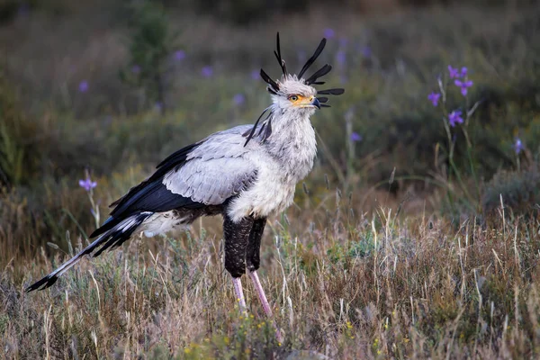 Bliski Widok Egzotycznego Dzikiego Ptaka Stojącego Ziemi — Zdjęcie stockowe