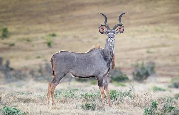 Ritratto Antilope Selvatica Ambiente Naturale Della Savana — Foto Stock