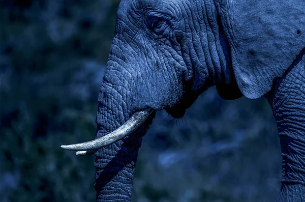 Vue Rapprochée Portrait Éléphant Afrique — Photo