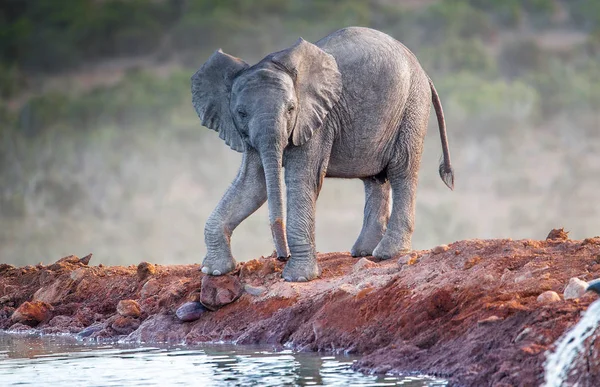 Portrait African Elephant Calf Natural Surroundings — Stock Photo, Image