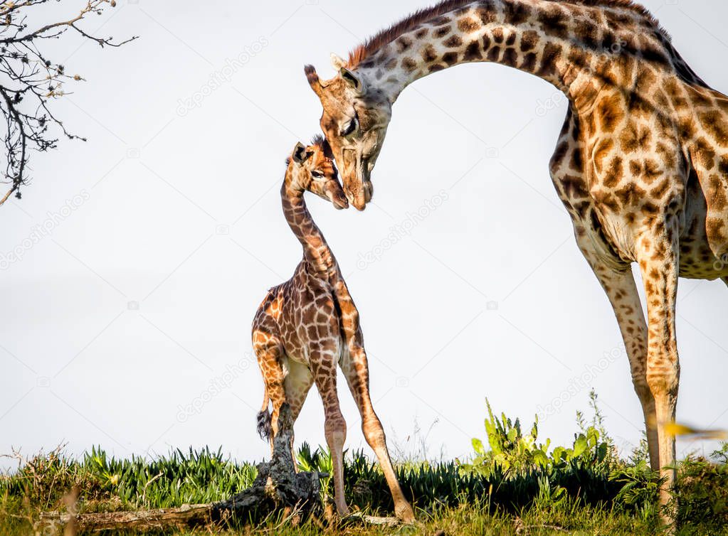Wild giraffe with baby giraffe in green savanna 