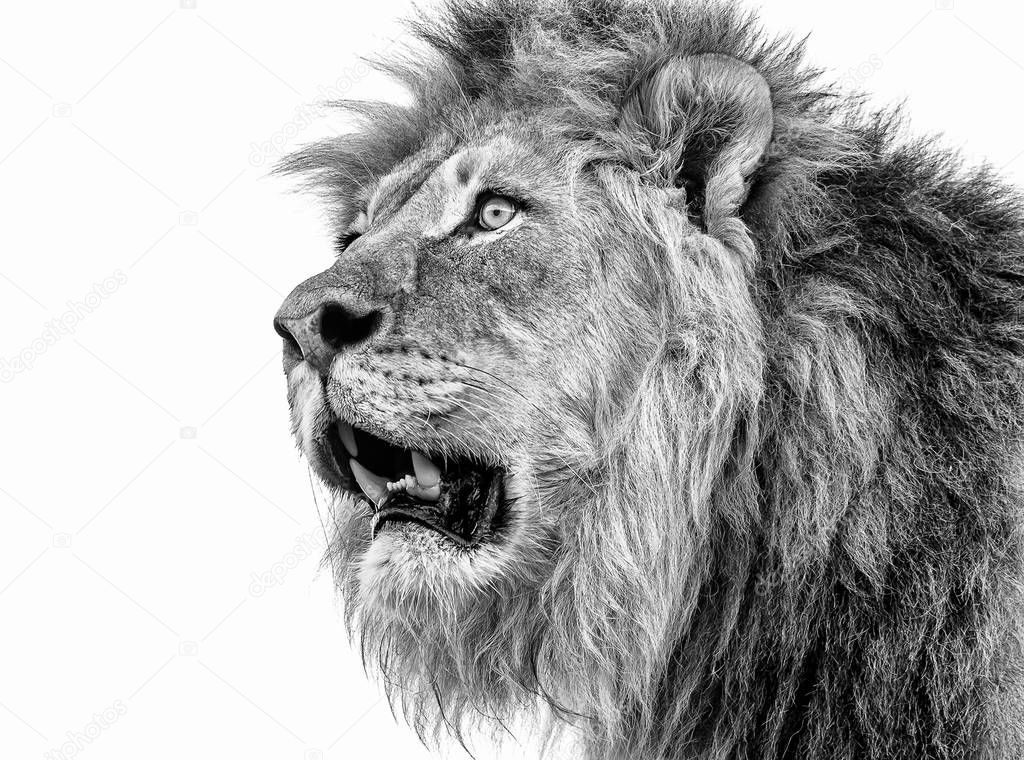 Close view portrait of wild lion on white background