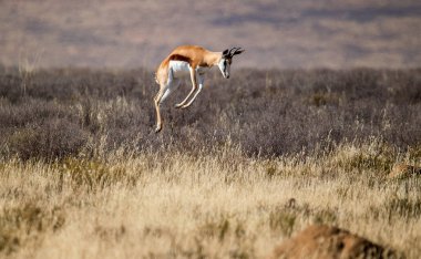 Vahşi antilop Savanna atlama portresi  