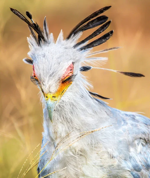 Retrato Pássaro Selvagem Exótico Com Cabeça Branca Penas Pretas — Fotografia de Stock