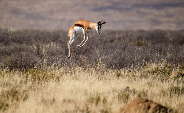 Portrait Wild Antelope Jumping Savanna — Stock Photo, Image