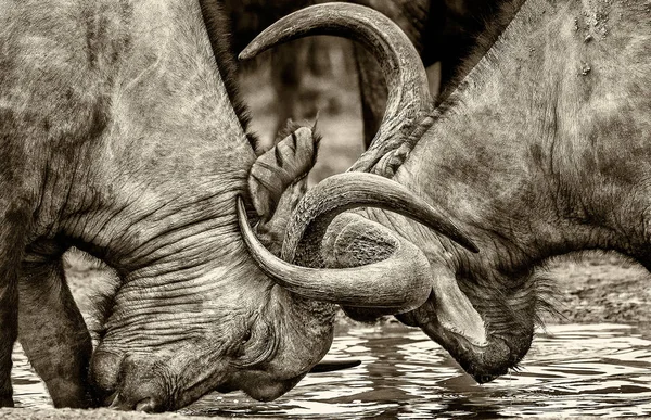 Vista Próxima Dois Búfalos Selvagens Lutando Água — Fotografia de Stock