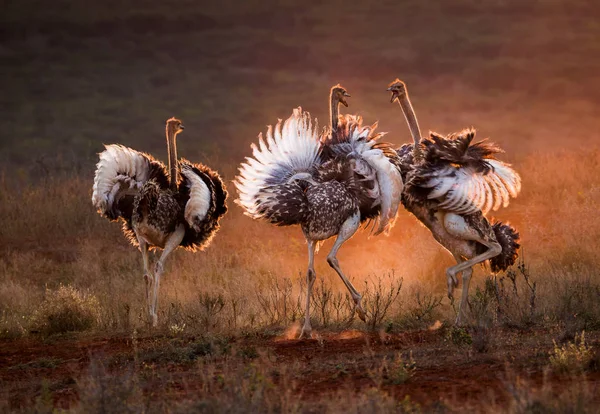 Vista Cercana Avestruces Silvestres Exóticos Caminando Campo Atardecer — Foto de Stock