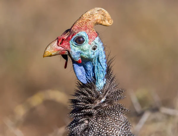 Vista Cercana Pájaro Salvaje Exótico Con Cabeza Azul Roja —  Fotos de Stock