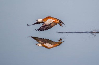 Sakin sularda mükemmel bir yansıması ile uçuş alan bir dişi Cape shelduck. Ulusal Park Güney Afrika