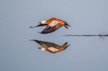 A female Cape shelduck taking flight with a perfect reflection in the calm waters. National Park South Africa clipart