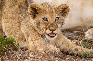 Genç aslan yavrusu ilkbahar çiçeklerinin arasında oynuyor, ulusal park Güney Afrika