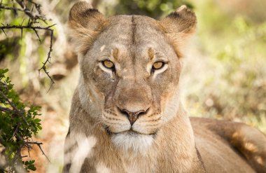 The warning look of a lioness watching over her young cubs. Africa clipart