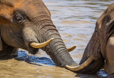 Eğlenceli Afrika filleri çamurlu bir su deliğinde yüzerek soğuyor. Milli Park Afrika 