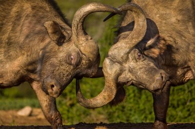 Afrika Bufaloları savaşta güçlerini test ediyorlar. Addo Elephant Ulusal Parkı Güney Afrika
