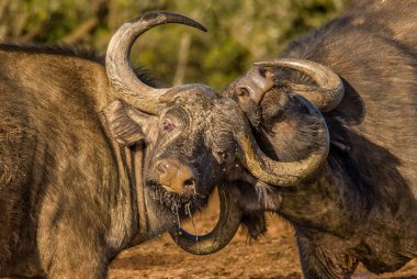 Afrika Bufaloları savaşta güçlerini test ediyorlar. Addo Elephant Ulusal Parkı Güney Afrika