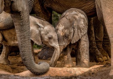 Sürüdeki yetişkinlerin koruması altındaki genç Afrika filleri bir su birikintisinde. Addo Fil Ulusal Parkı