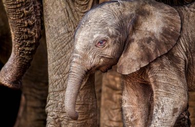 Sadece gün eski bu meraklı, ama temkinli bebek Afrika fil annelerinin koruması altında dışarı peeks toplu sarılmak. Addo Elephant National Park, Güney Afrika