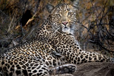 Gölgede dinlenen bir leoparın yoğun bakışı. Sabi Sands oyun rezervi, Kruger Park, Güney Afrika