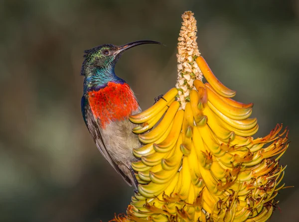 A colorful greater male double-collared sunbird feeding on a Aloe. Eastern Cape, South Africa