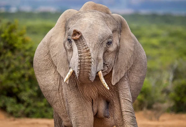 Una Gran Elefante Africana Oliendo Aire Alrededor Con Tronco Sensible — Foto de Stock