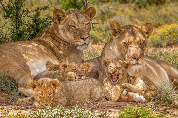 Zwei Afrikanische Löwenschwestern Und Ihr Nachwuchs Beim Nickerchen Schatten Südafrika — Stockfoto