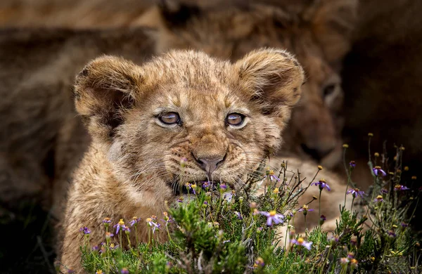 Детеныш Льва Играет Среди Ранних Весенних Цветов Национальный Парк Юар — стоковое фото