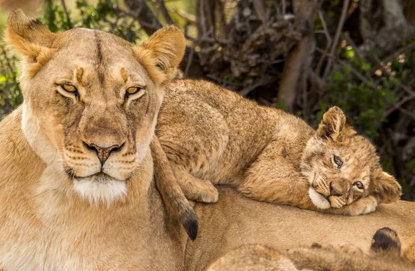 Filhote Leão Africano Bonito Dormindo Nas Costas Sua Mãe Enquanto — Fotografia de Stock