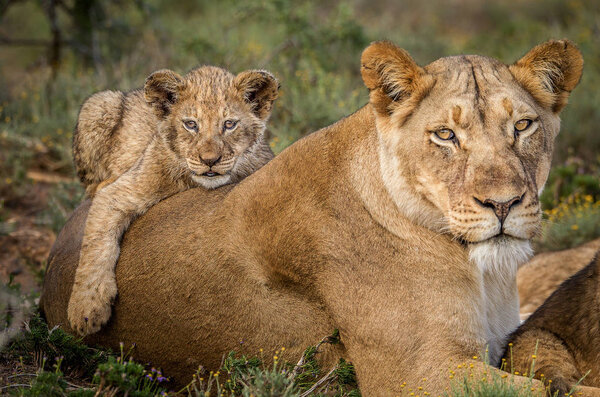 A cute African lion cub napping on his mother's back whilst she keeps alert. South Africa
