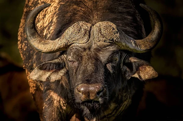 Bliska Portret Imponujący Samotny Byk Afryki Cape Buffalo Republika Południowej — Zdjęcie stockowe