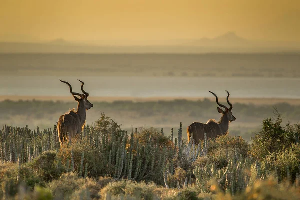 Touros Kudu Sul Africanos Icônicos Com Chifres Impressionantes Final Tarde — Fotografia de Stock