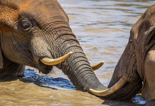 Playful African elephants cooling down by swimming in a muddy water hole. National Park Africa 