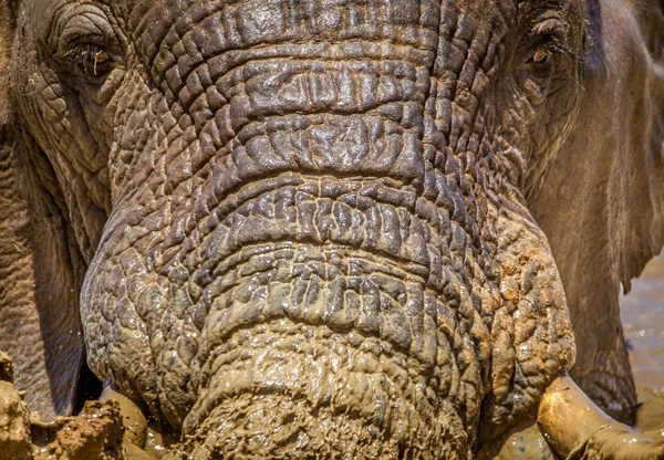 Uzavřete Portrét Afrického Slona Zdůrazni Texturu Pokožky Jeho Citlivého Kmene — Stock fotografie