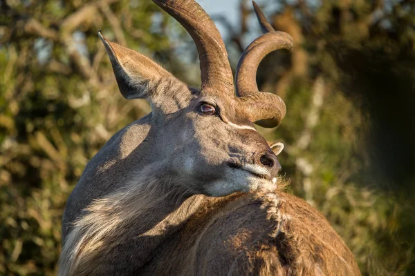 Touro Kudu Lidar Com Uma Cauda Com Comichão Addo Elephant — Fotografia de Stock